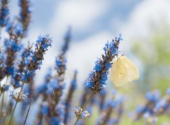  Animaux Bleu Lavande