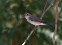  Animals "LES OISEAUX" VALLON