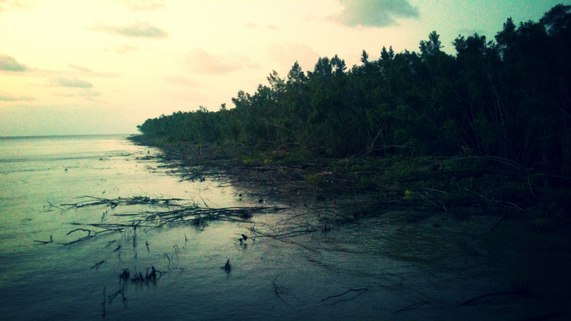 Wallpapers Nature Landscapes Mangroves