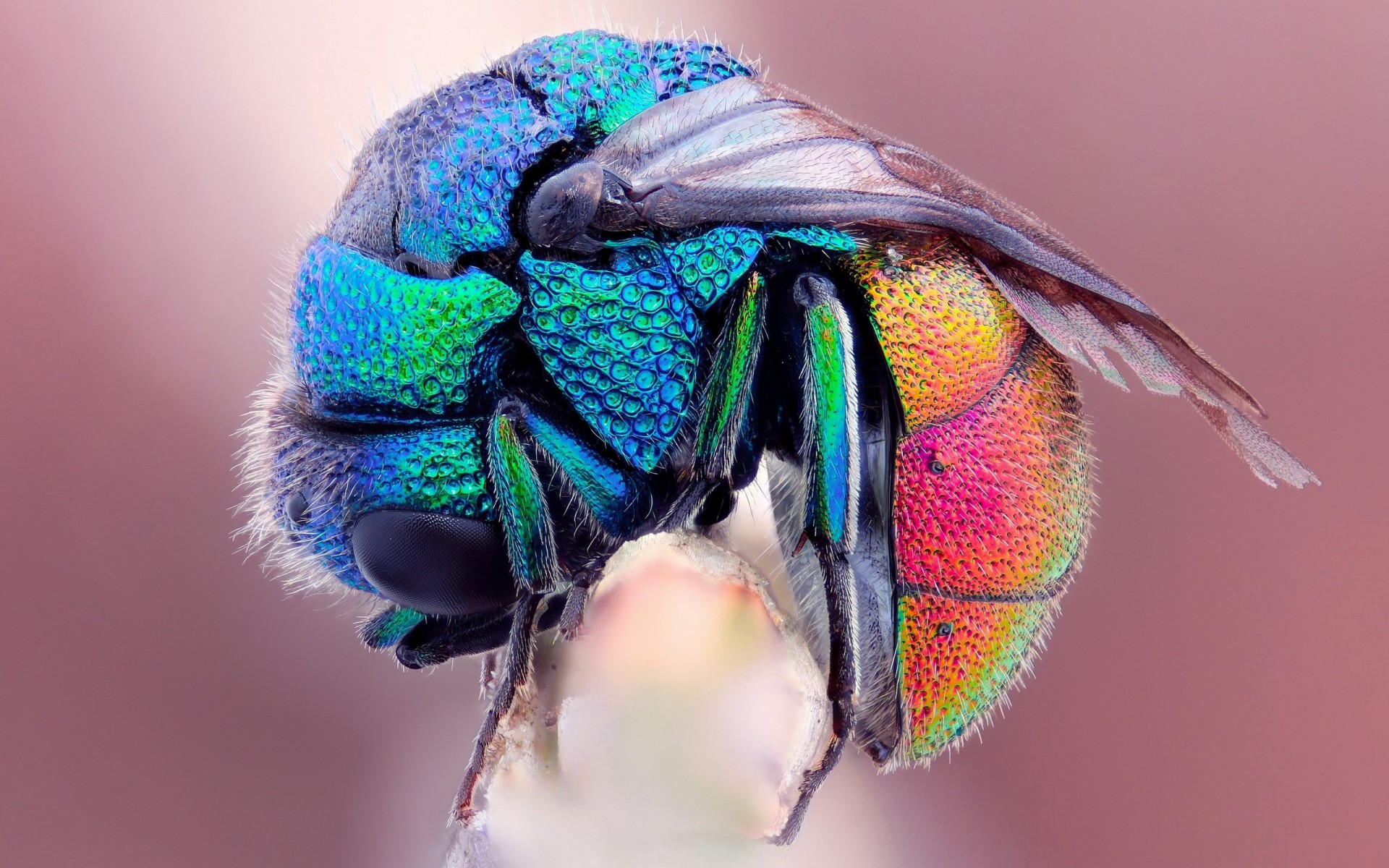 Wallpapers Animals Insects - Flies 