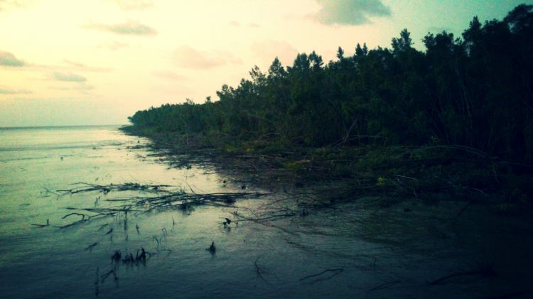 Fonds d'cran Nature Paysages Mangroves