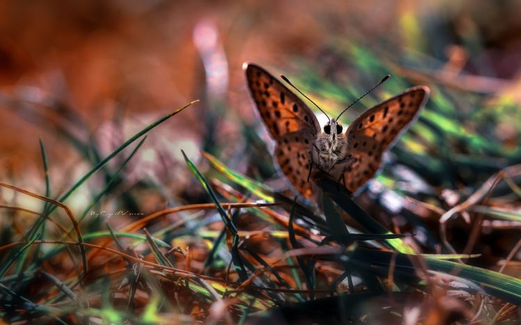 Fonds d'cran Animaux Insectes - Papillons Wallpaper N353360