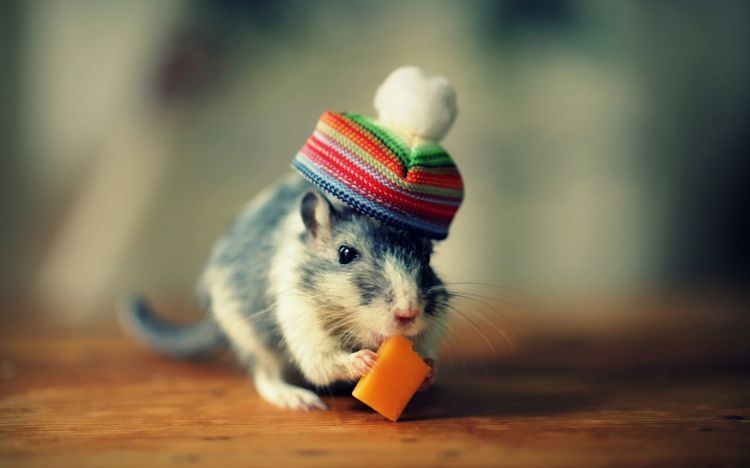 Wallpapers Animals Rodents - Mice Wallpaper N353361