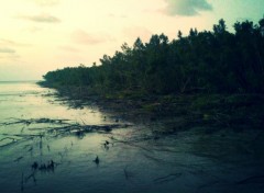  Nature Mangroves