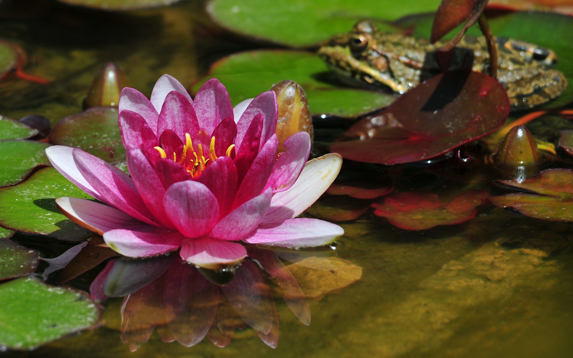 Fonds d'cran Nature Fleurs 