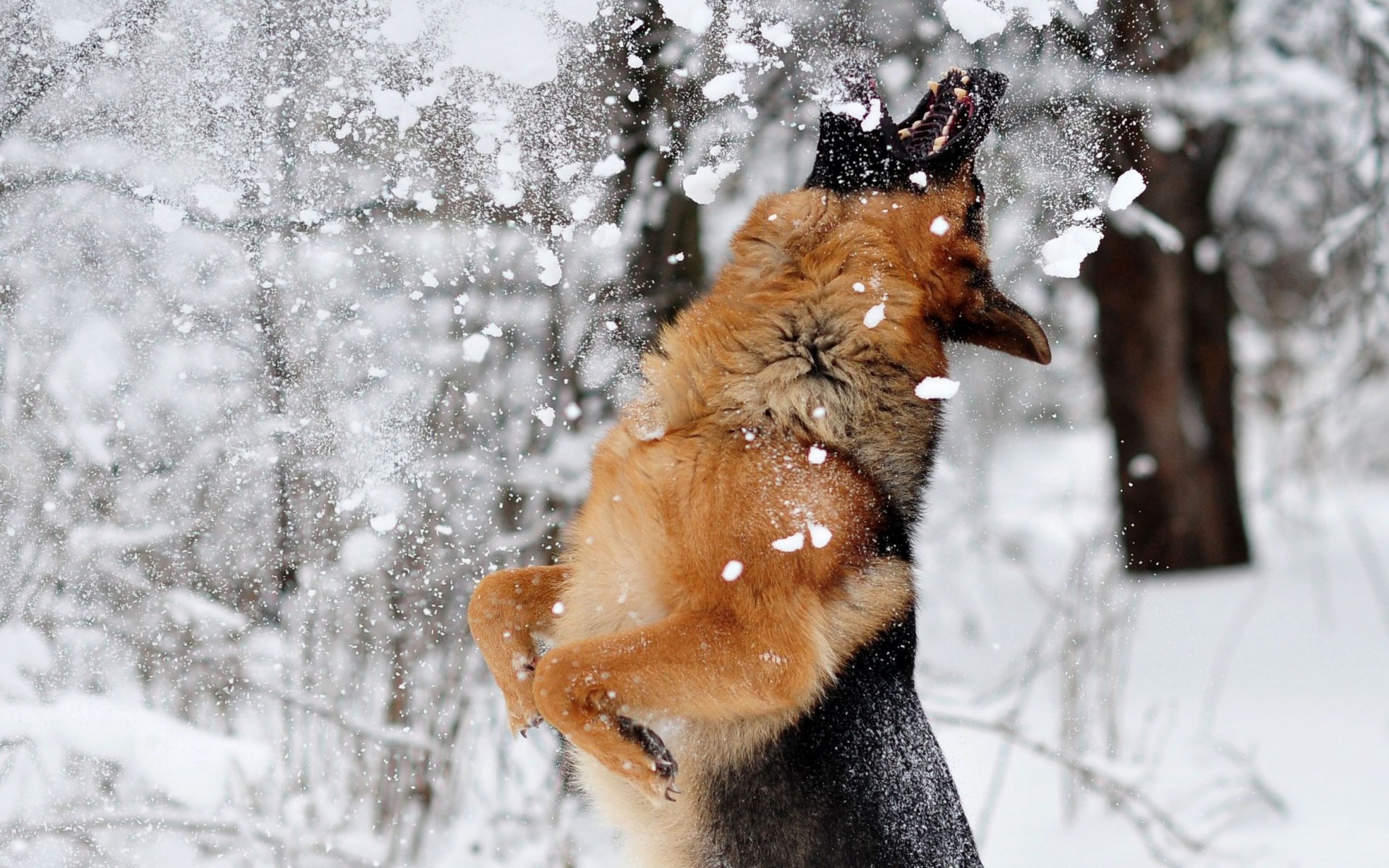 Fonds d'cran Animaux Chiens 