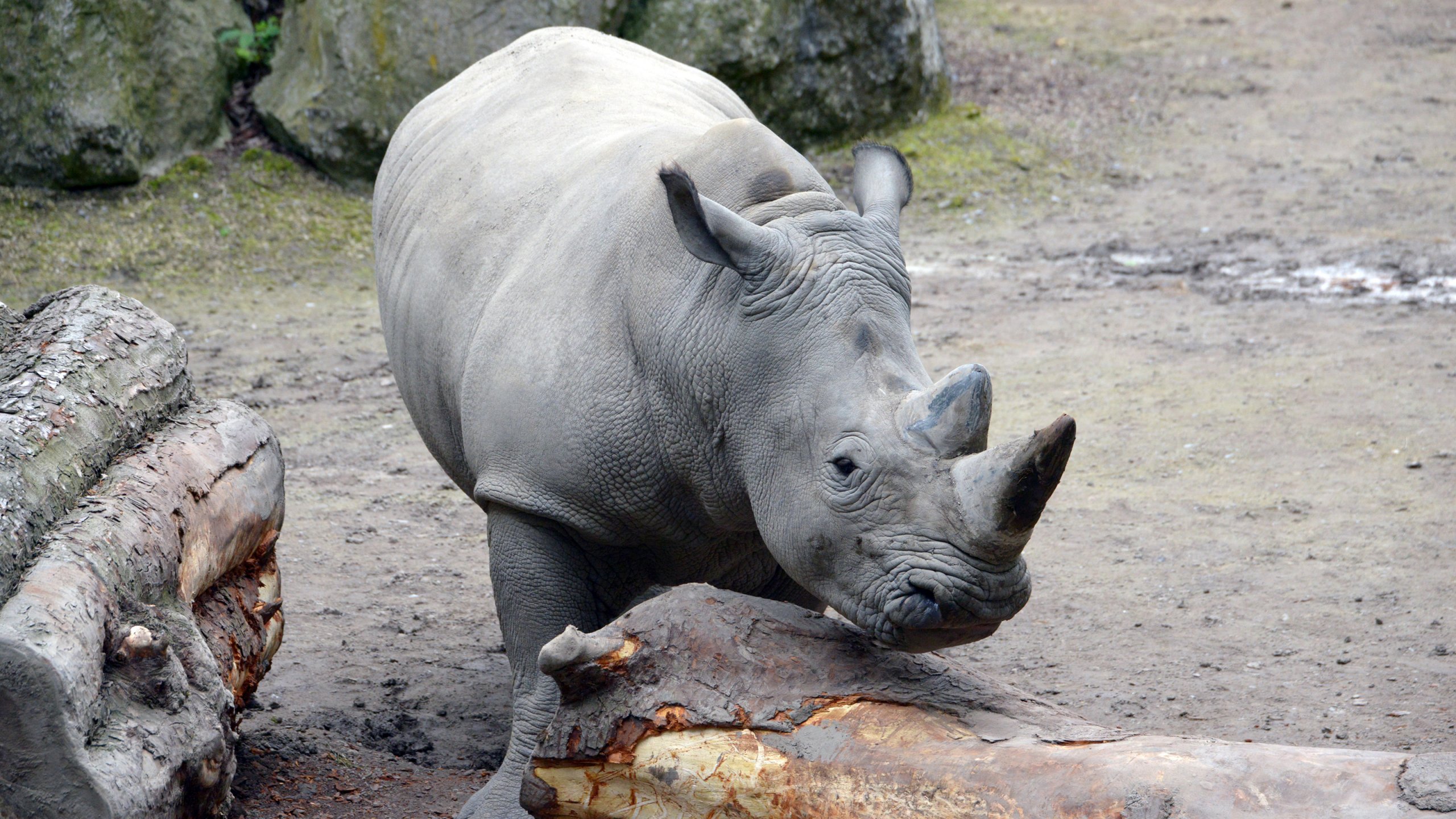 Wallpapers Animals Rhinoceros Rhinocros blanc