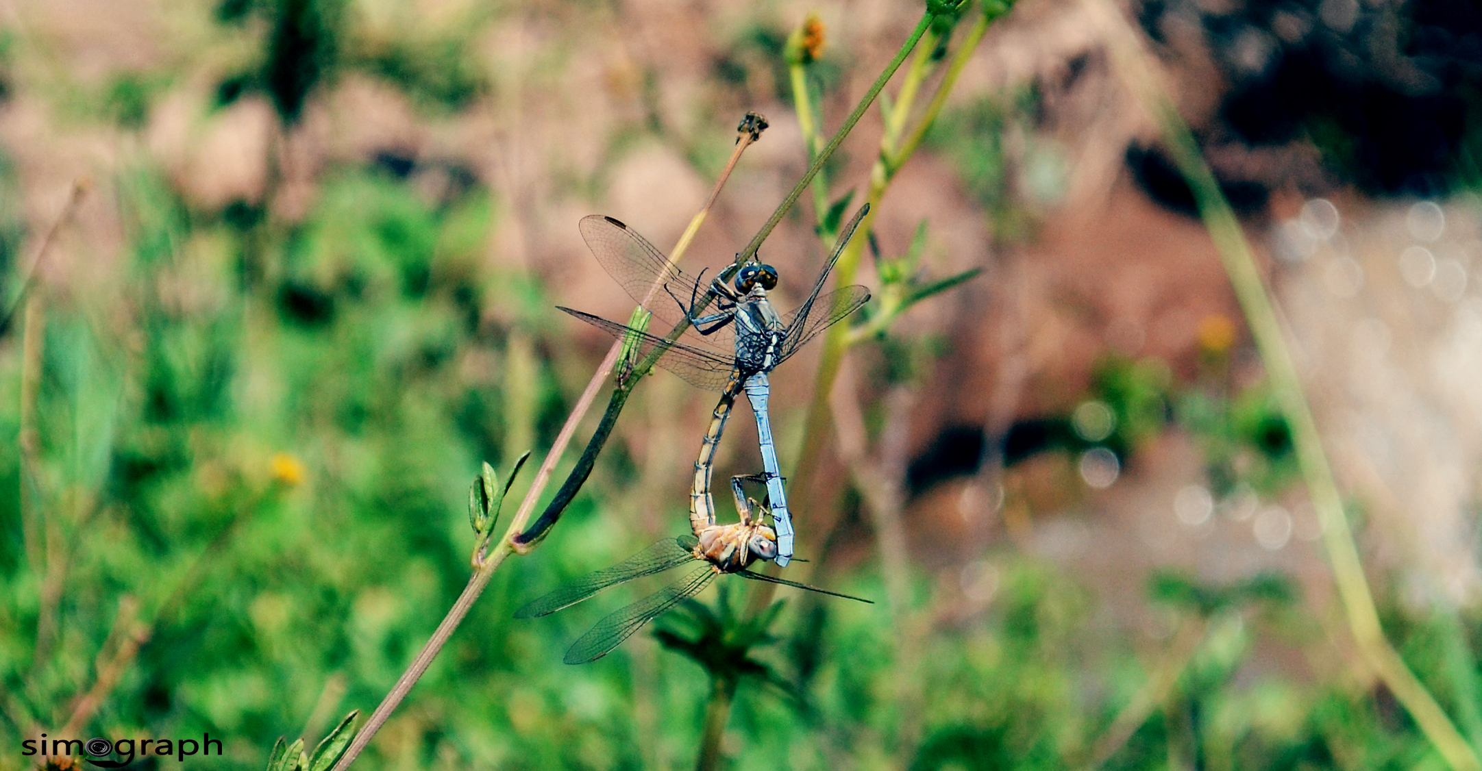 Fonds d'cran Animaux Insectes - Libellules 