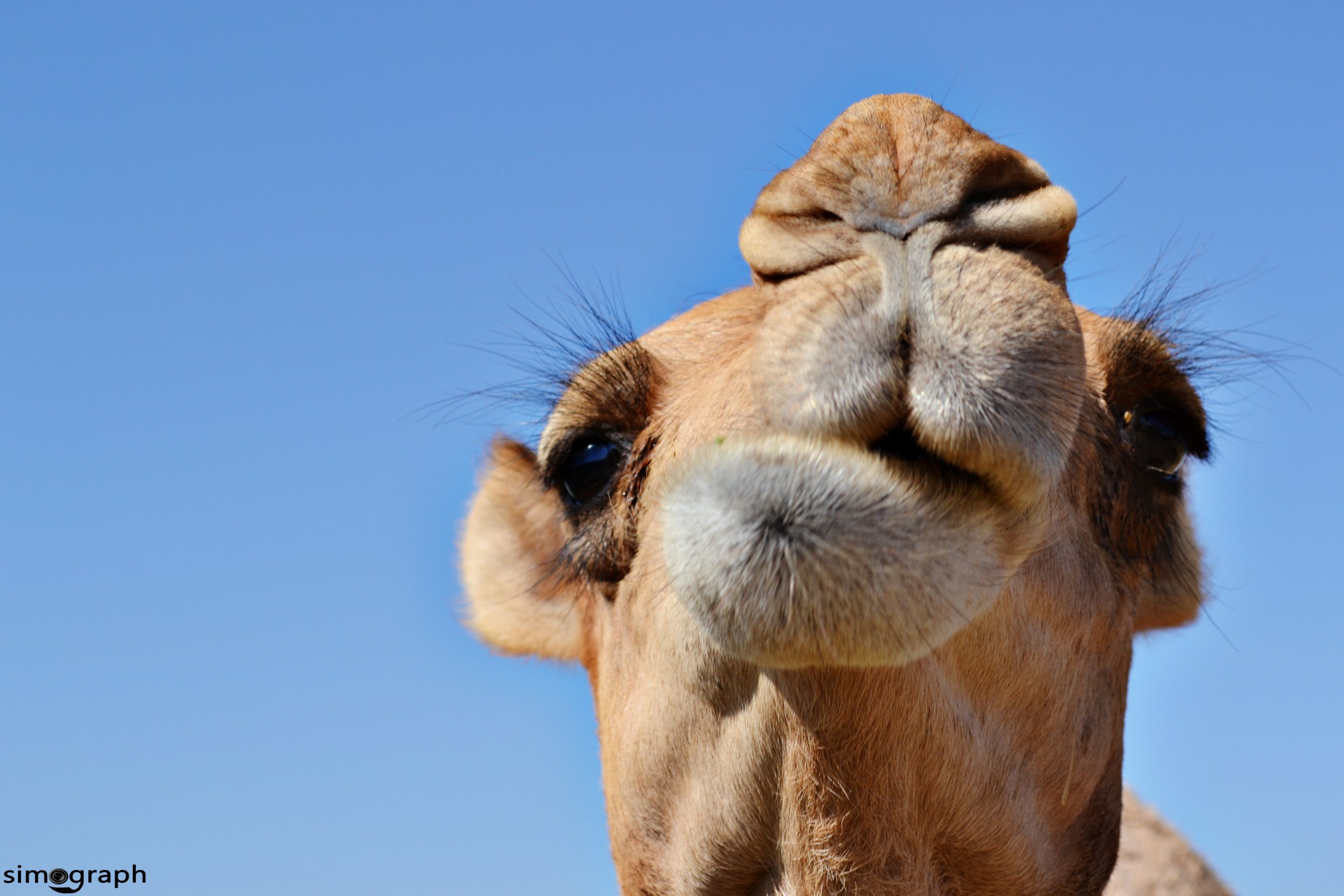 Wallpapers Animals Dromedaries - Camels 