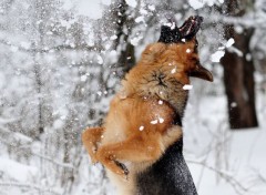 Fonds d'cran Animaux Image sans titre N353330