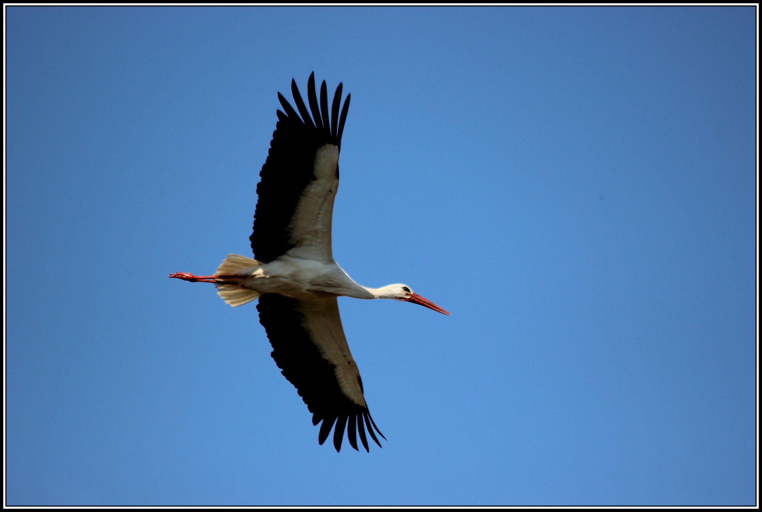 Fonds d'cran Animaux Oiseaux - Cigognes 