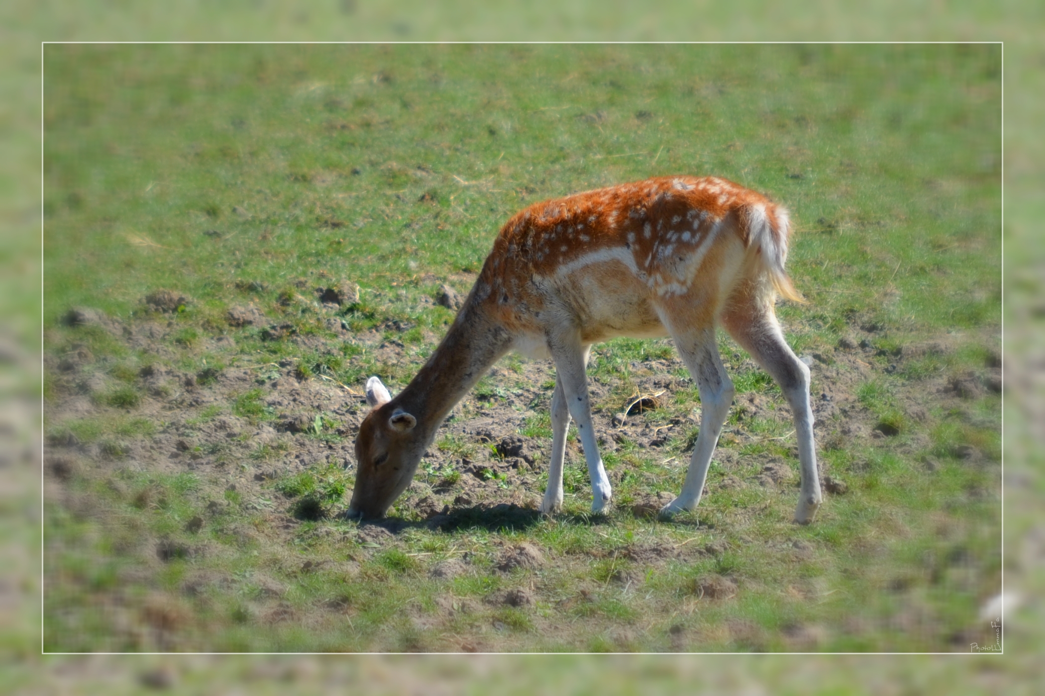 Wallpapers Animals Cervids 