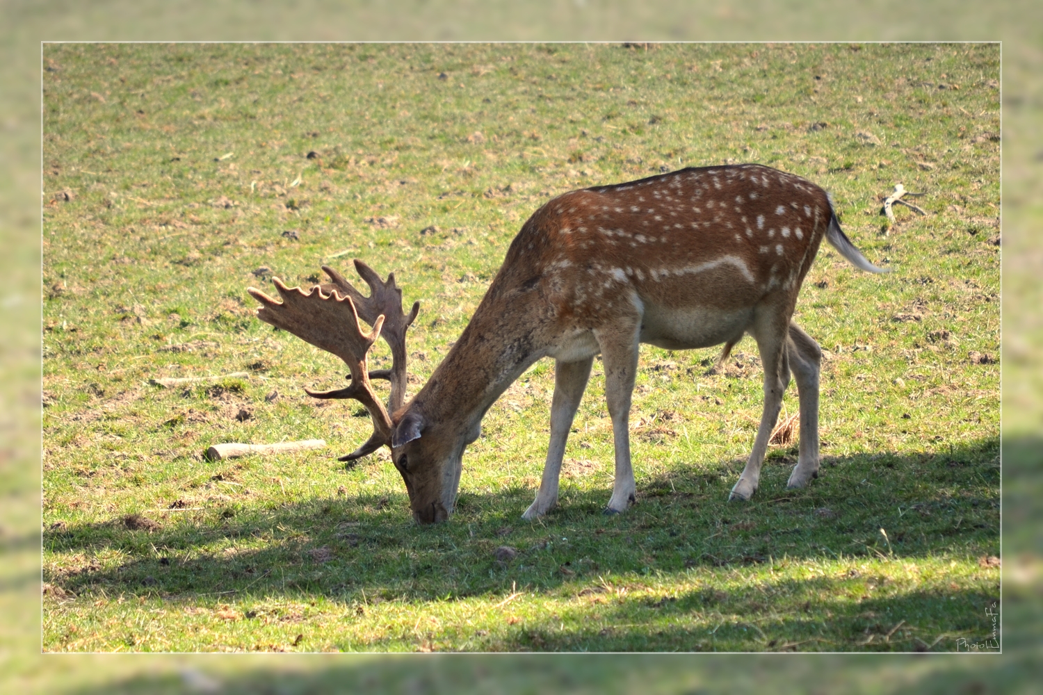 Wallpapers Animals Cervids 