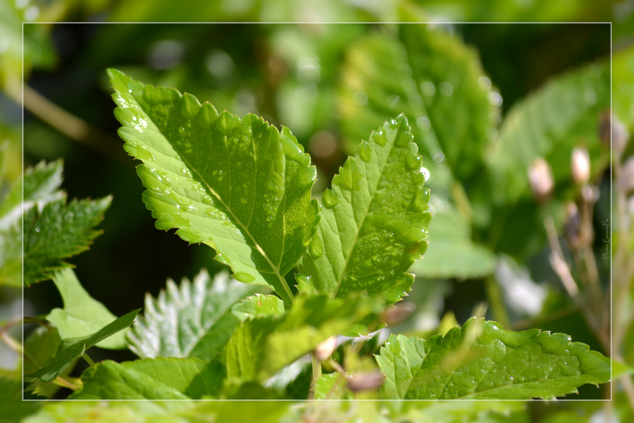 Wallpapers Nature Leaves - Foliage 