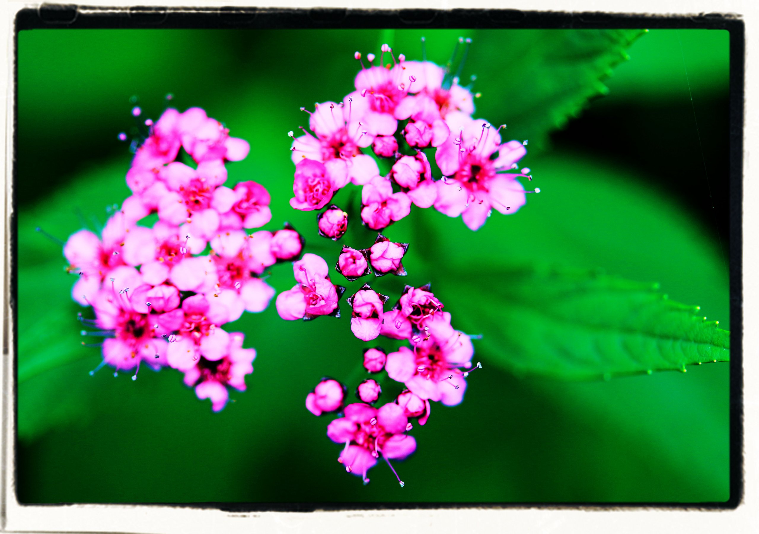 Fonds d'cran Nature Fleurs 