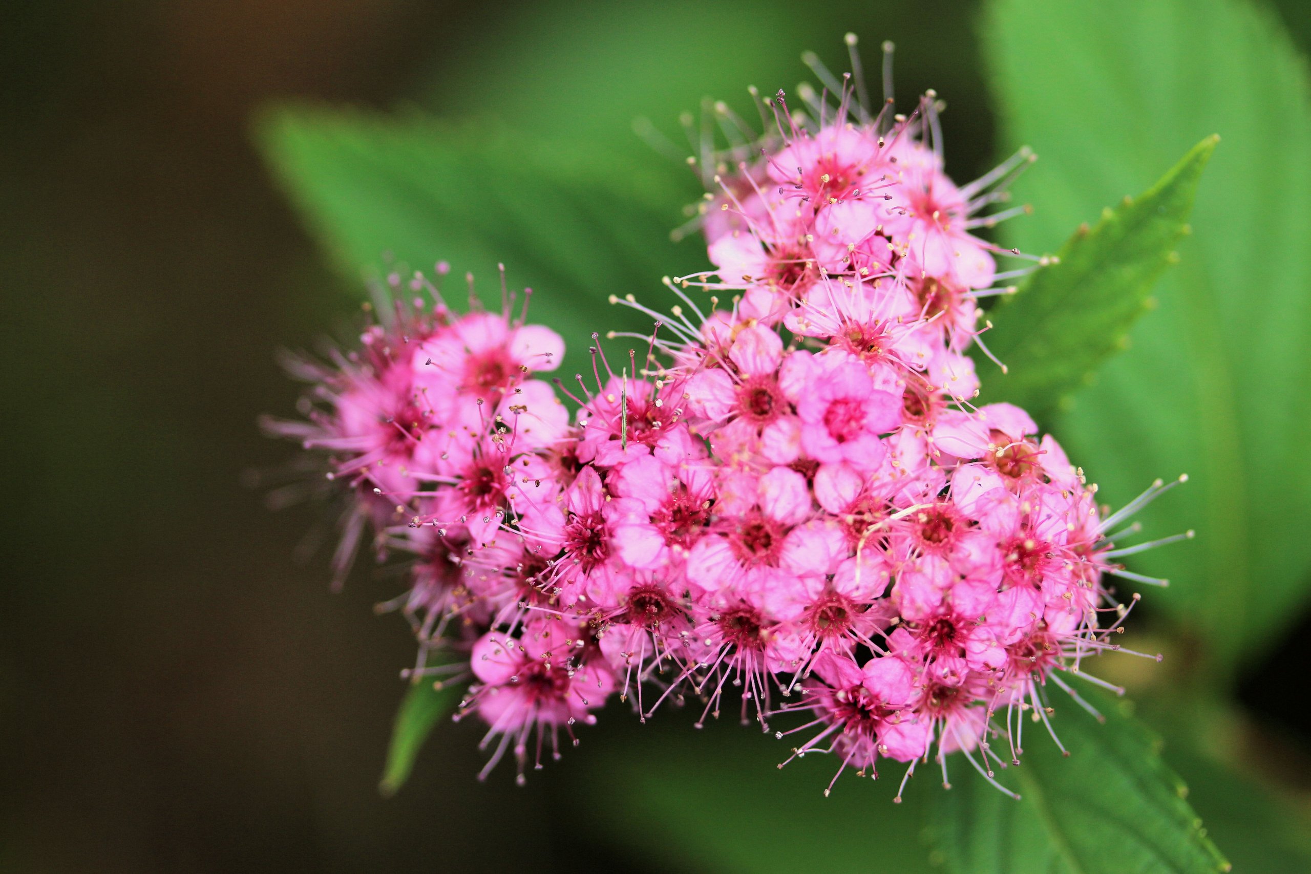 Wallpapers Nature Flowers 