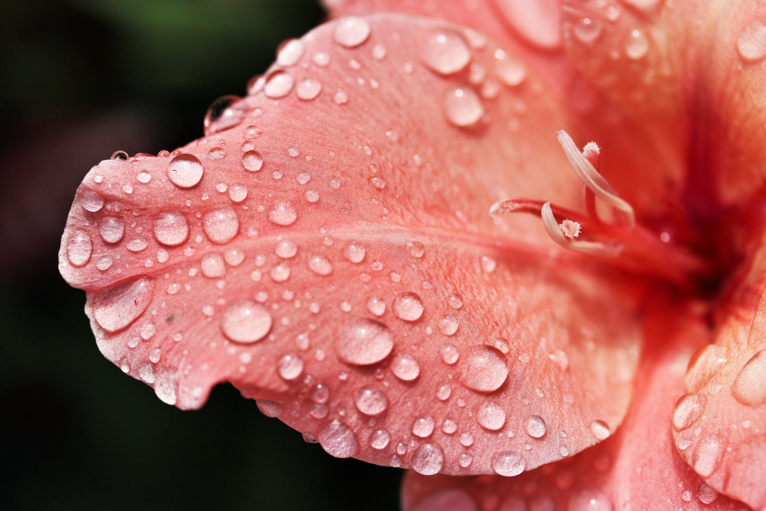 Fonds d'cran Nature Fleurs 