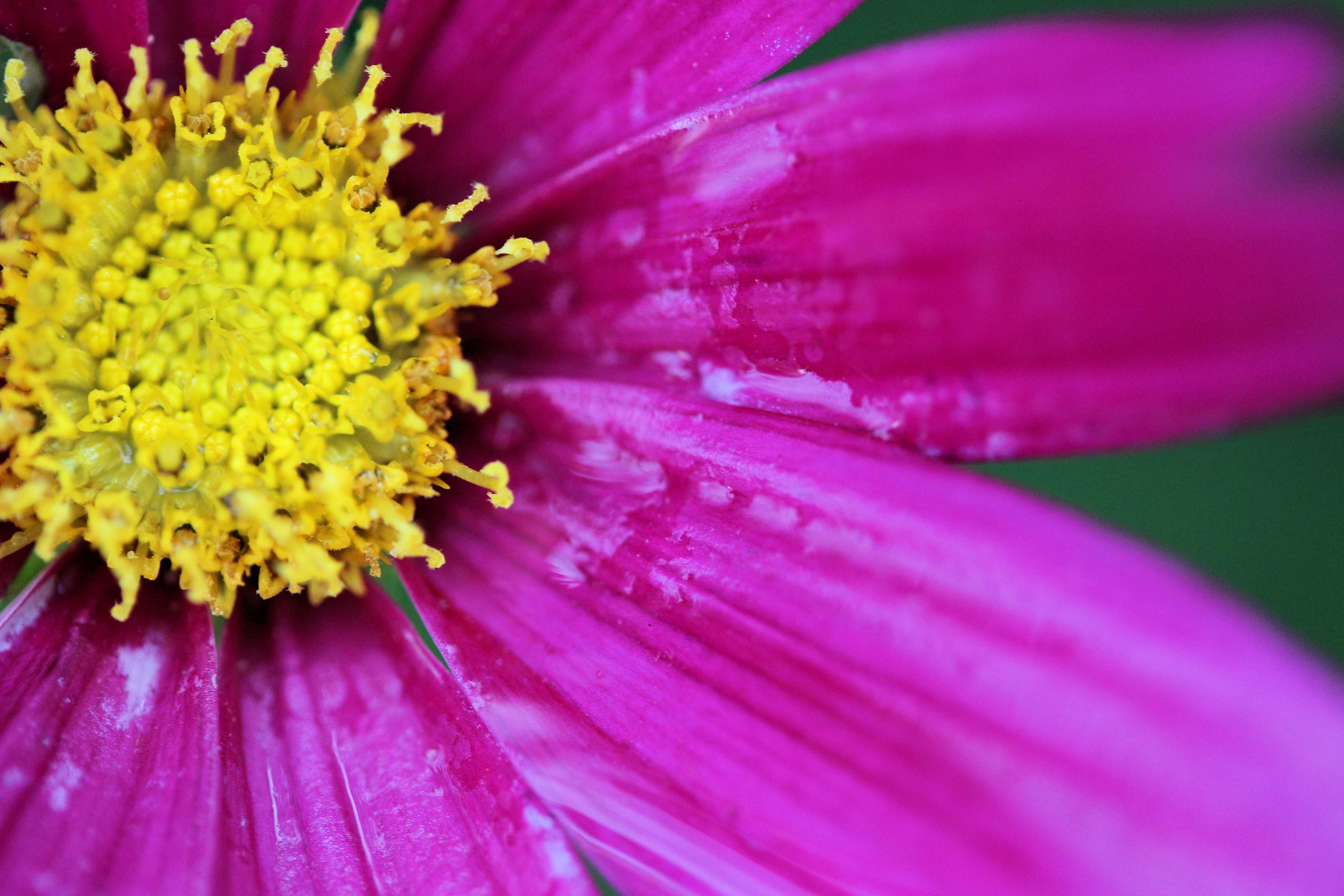 Fonds d'cran Nature Fleurs 