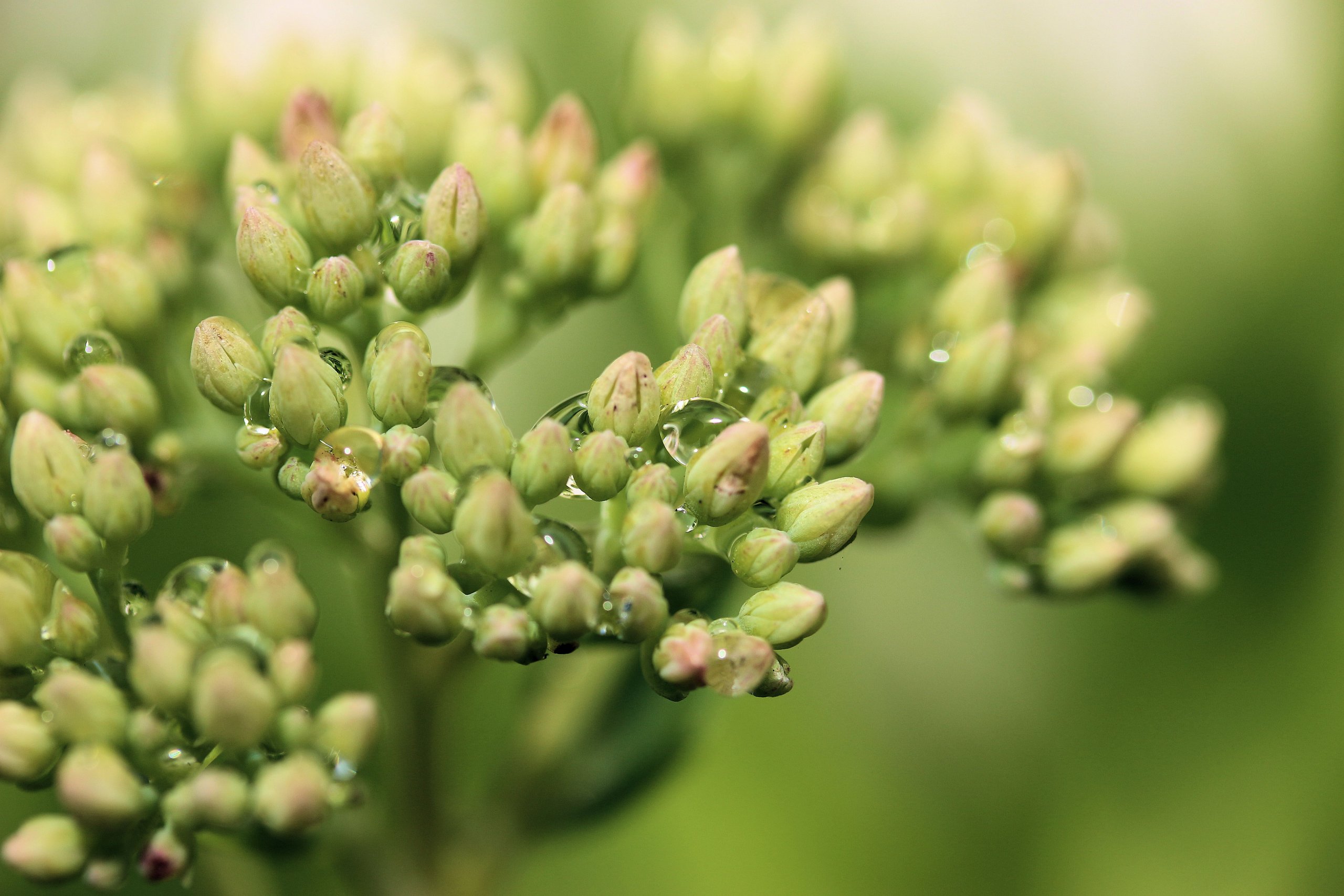 Fonds d'cran Nature Fleurs 