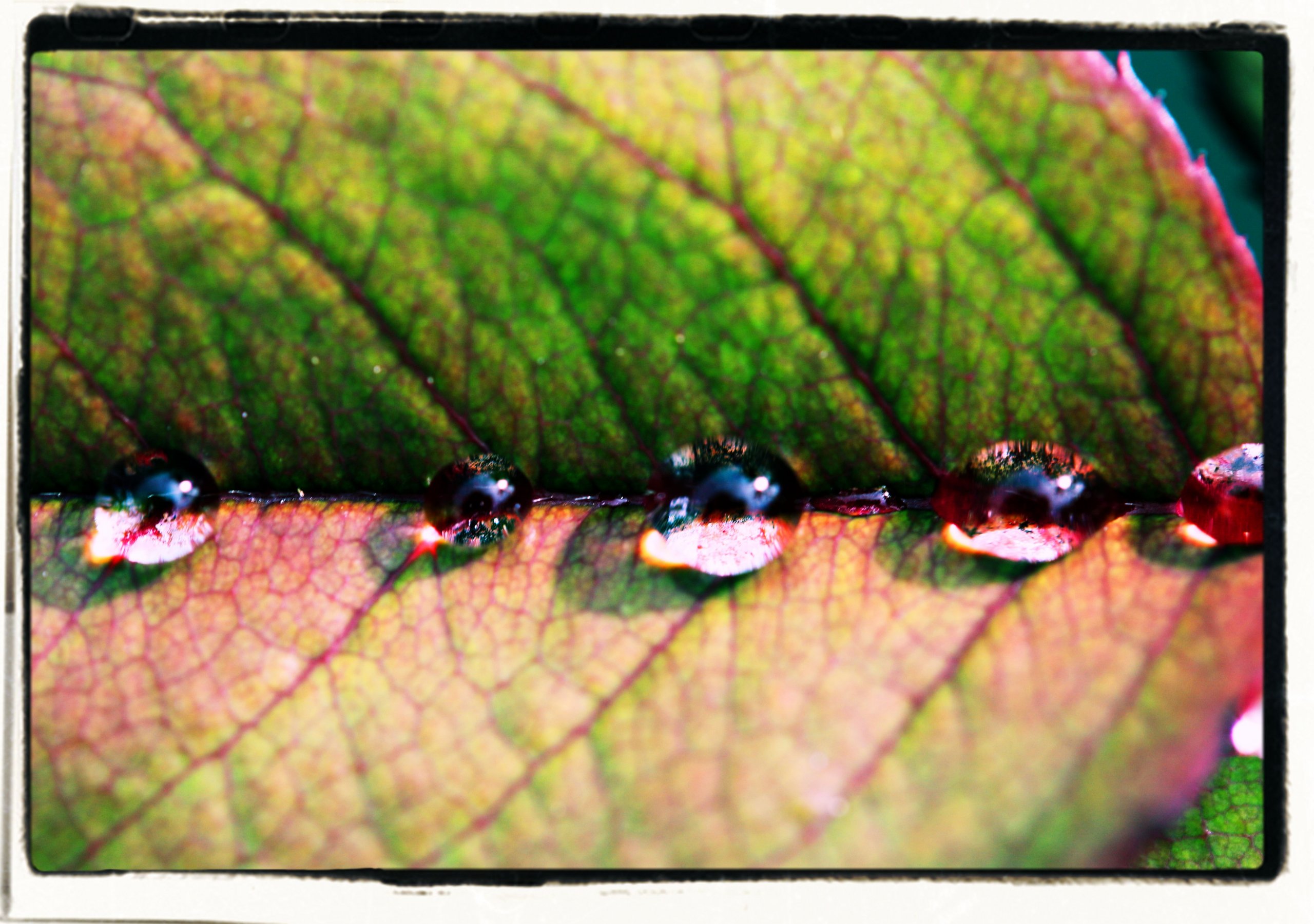 Fonds d'cran Nature Feuilles - Feuillages 