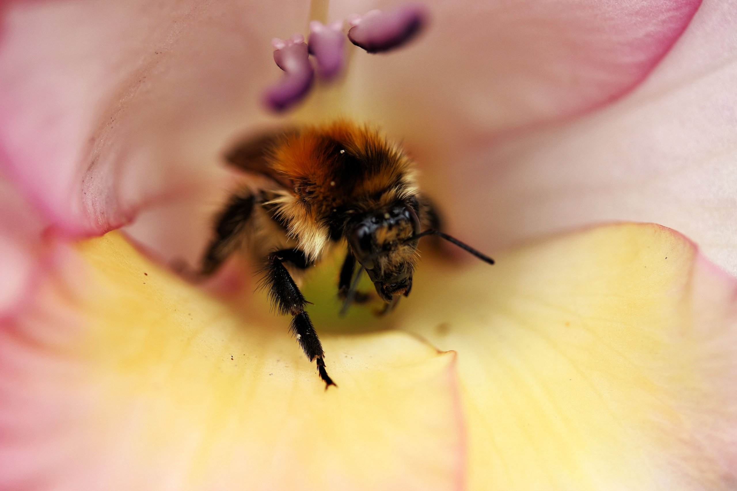 Fonds d'cran Animaux Insectes - Abeilles Gupes ... insecte