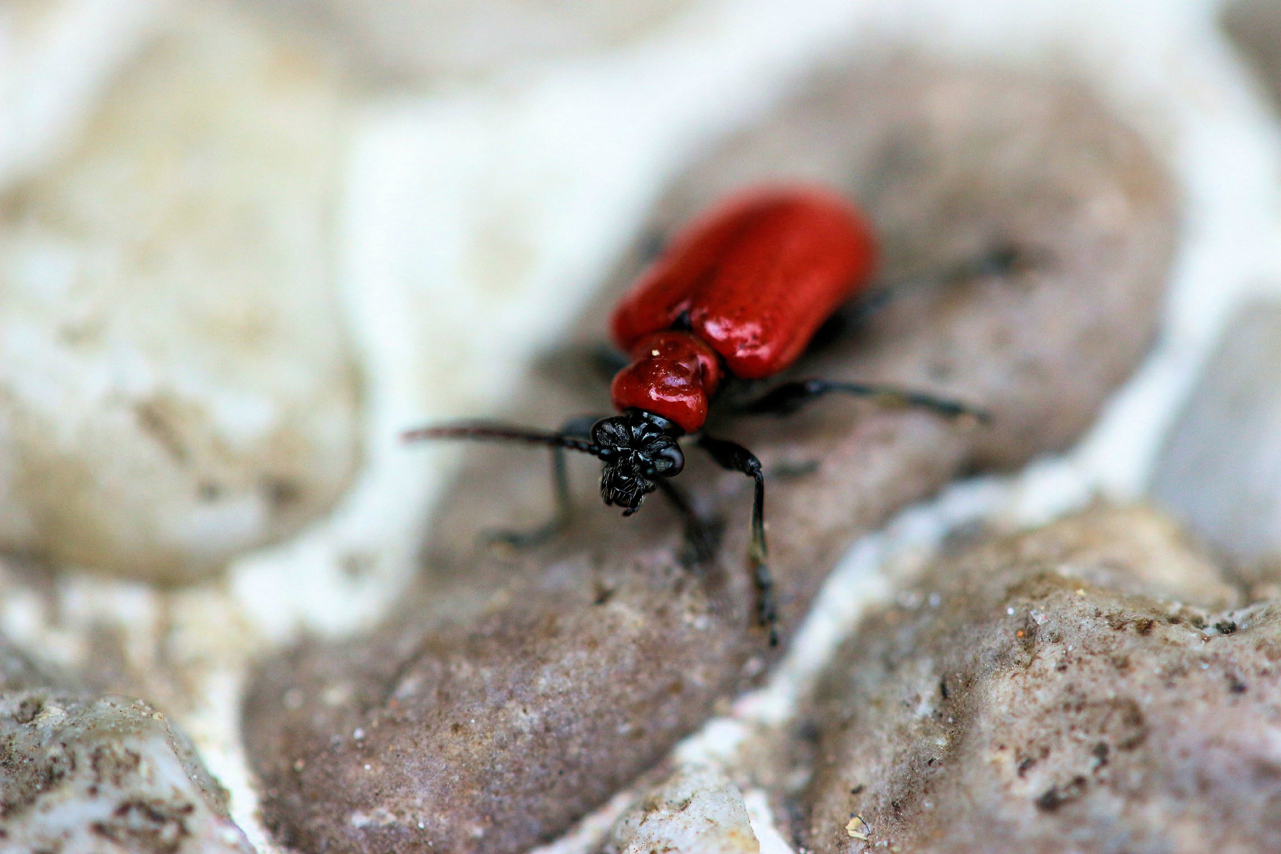 Fonds d'cran Animaux Insectes - Divers insecte