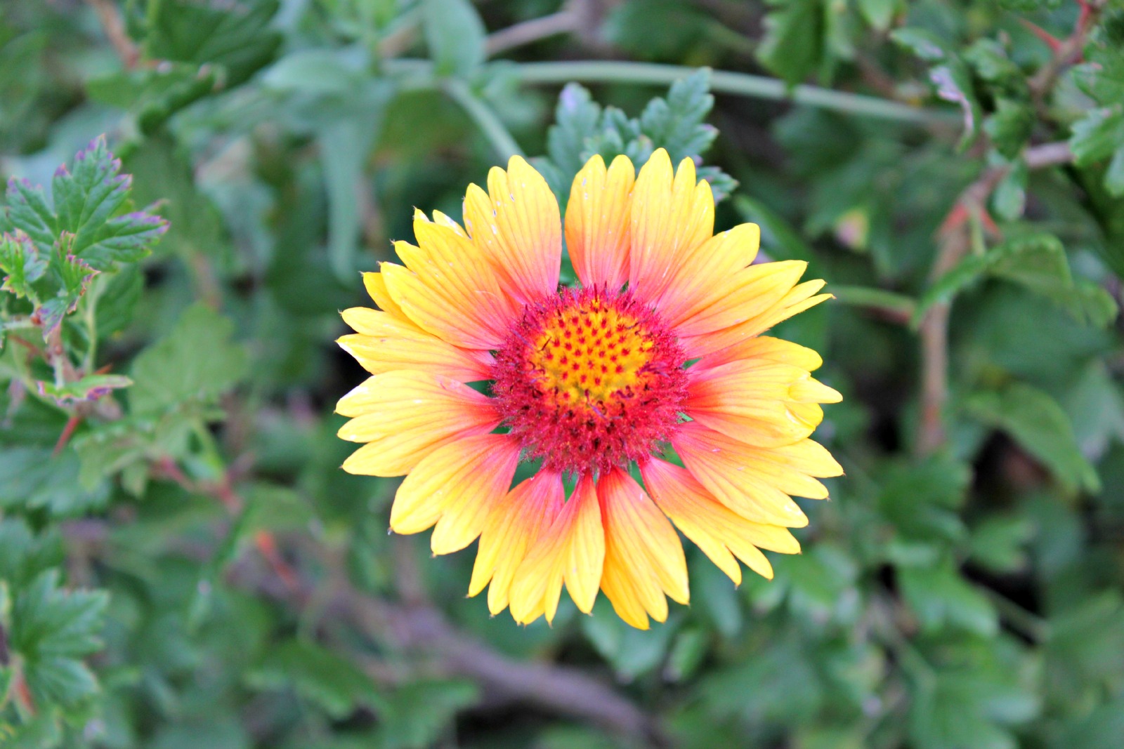 Fonds d'cran Nature Fleurs 