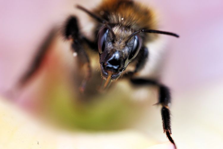 Fonds d'cran Animaux Insectes - Abeilles Gupes ... insecte