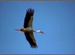  Animaux Image sans titre N353308