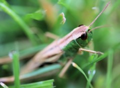  Animaux insecte