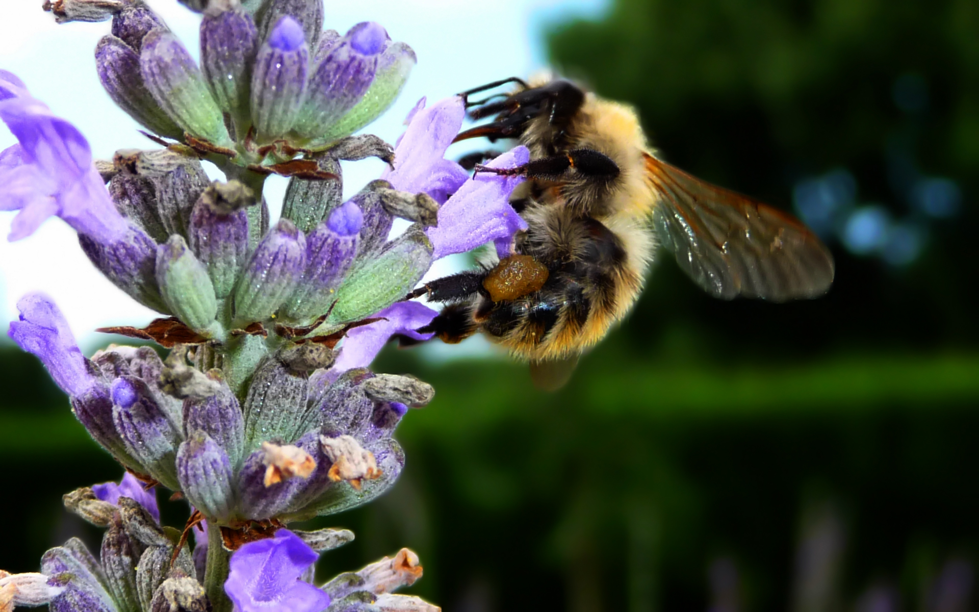 Fonds d'cran Animaux Insectes - Abeilles Gupes ... 