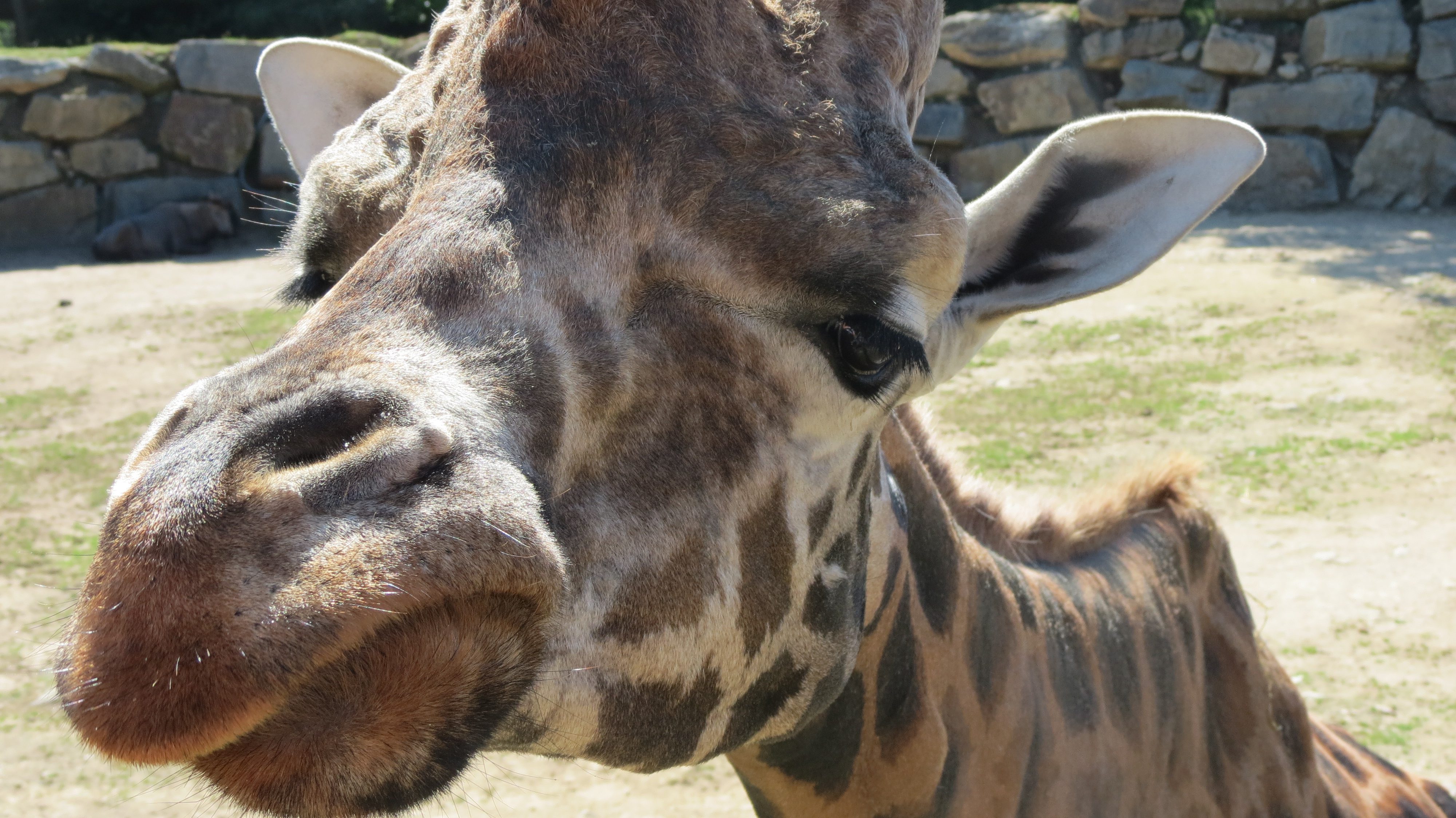 Fonds d'cran Animaux Girafes 