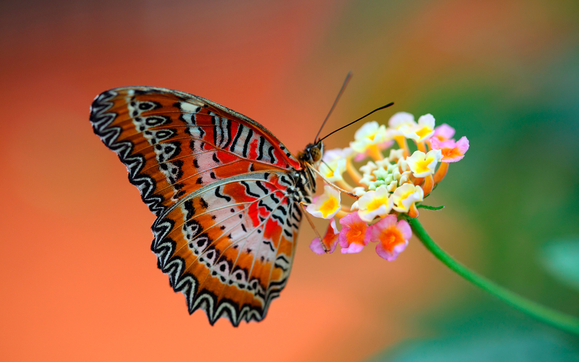 Fonds d'cran Animaux Insectes - Papillons 