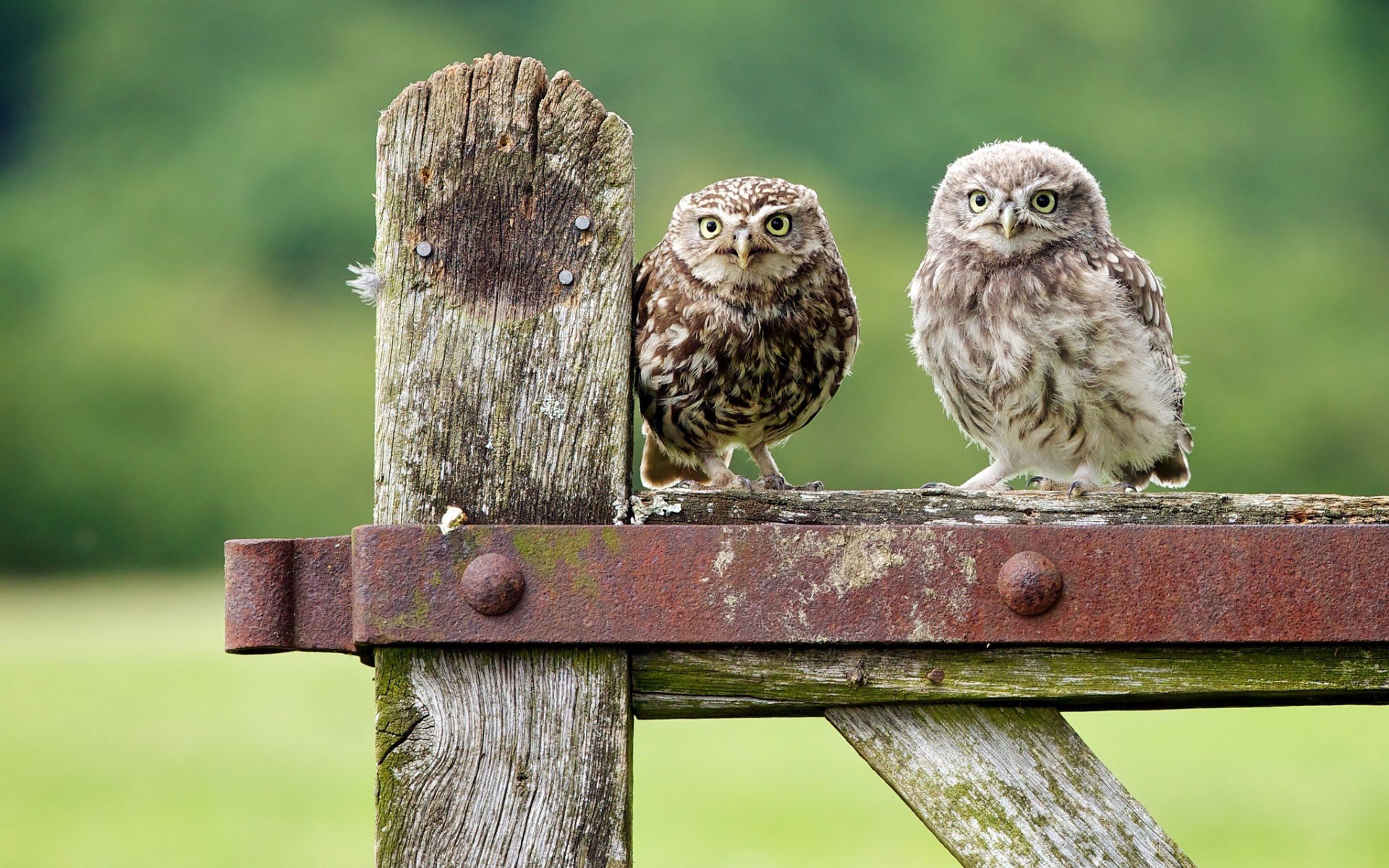 Wallpapers Animals Birds - Owls 