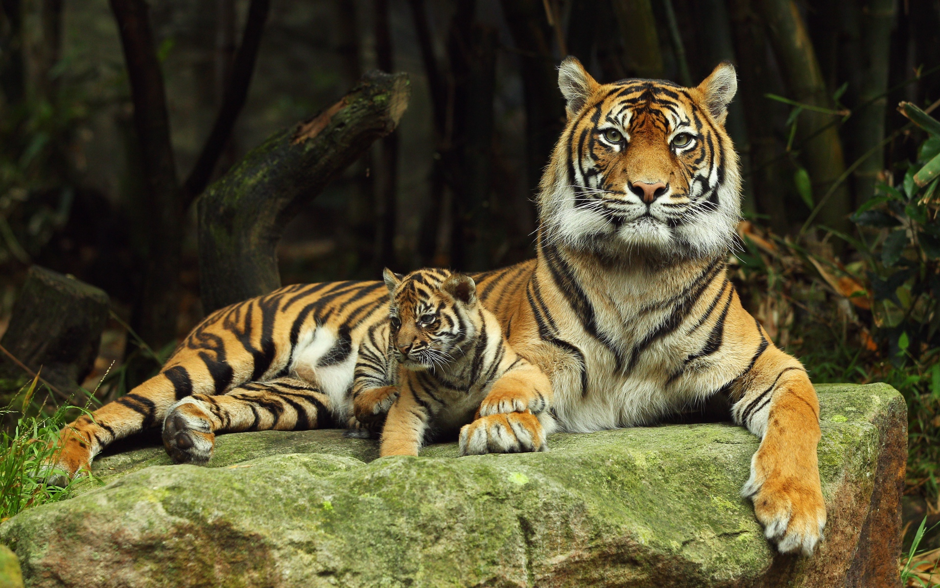 Fonds d'cran Animaux Flins - Tigres 