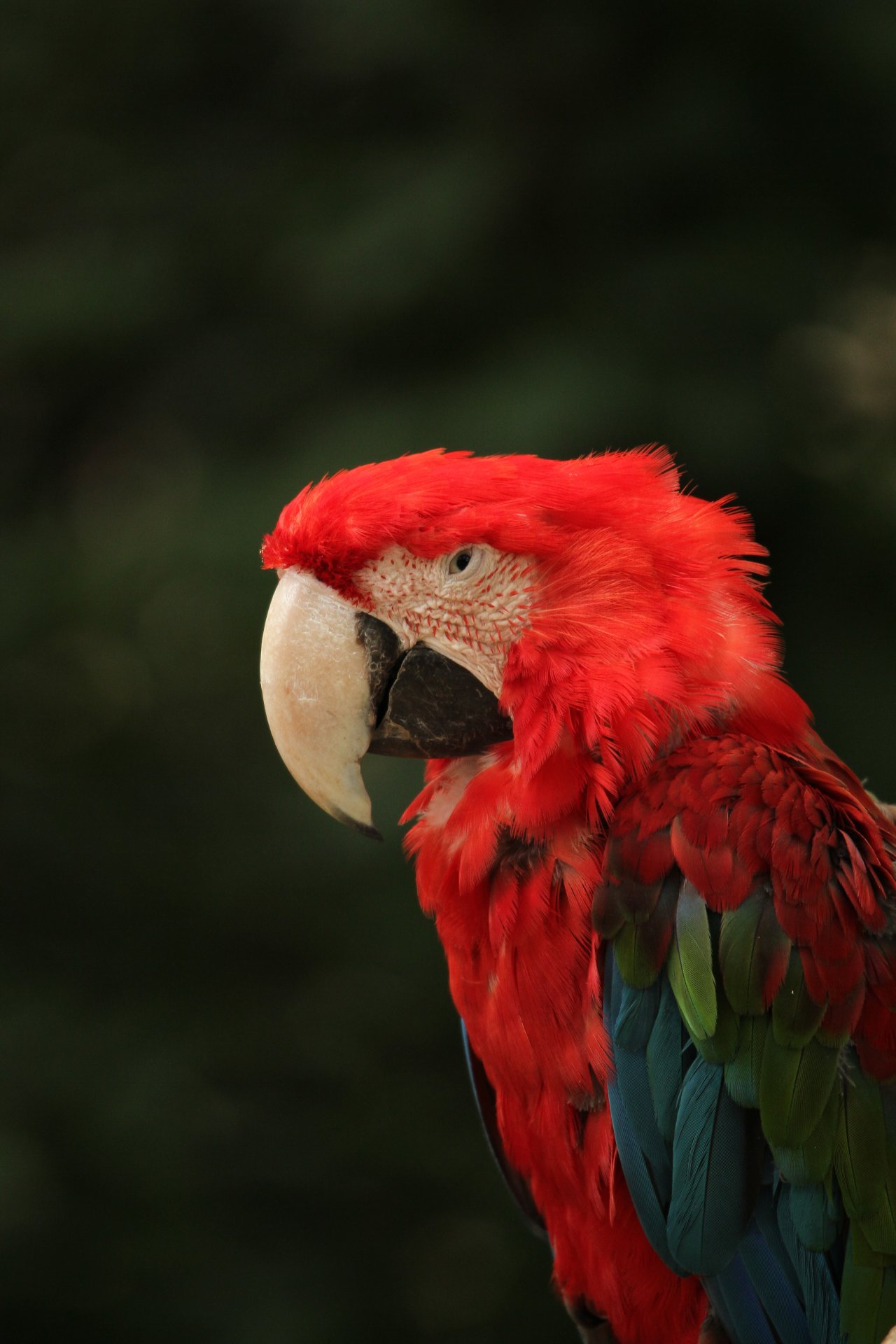 Wallpapers Animals Birds - Parrots 