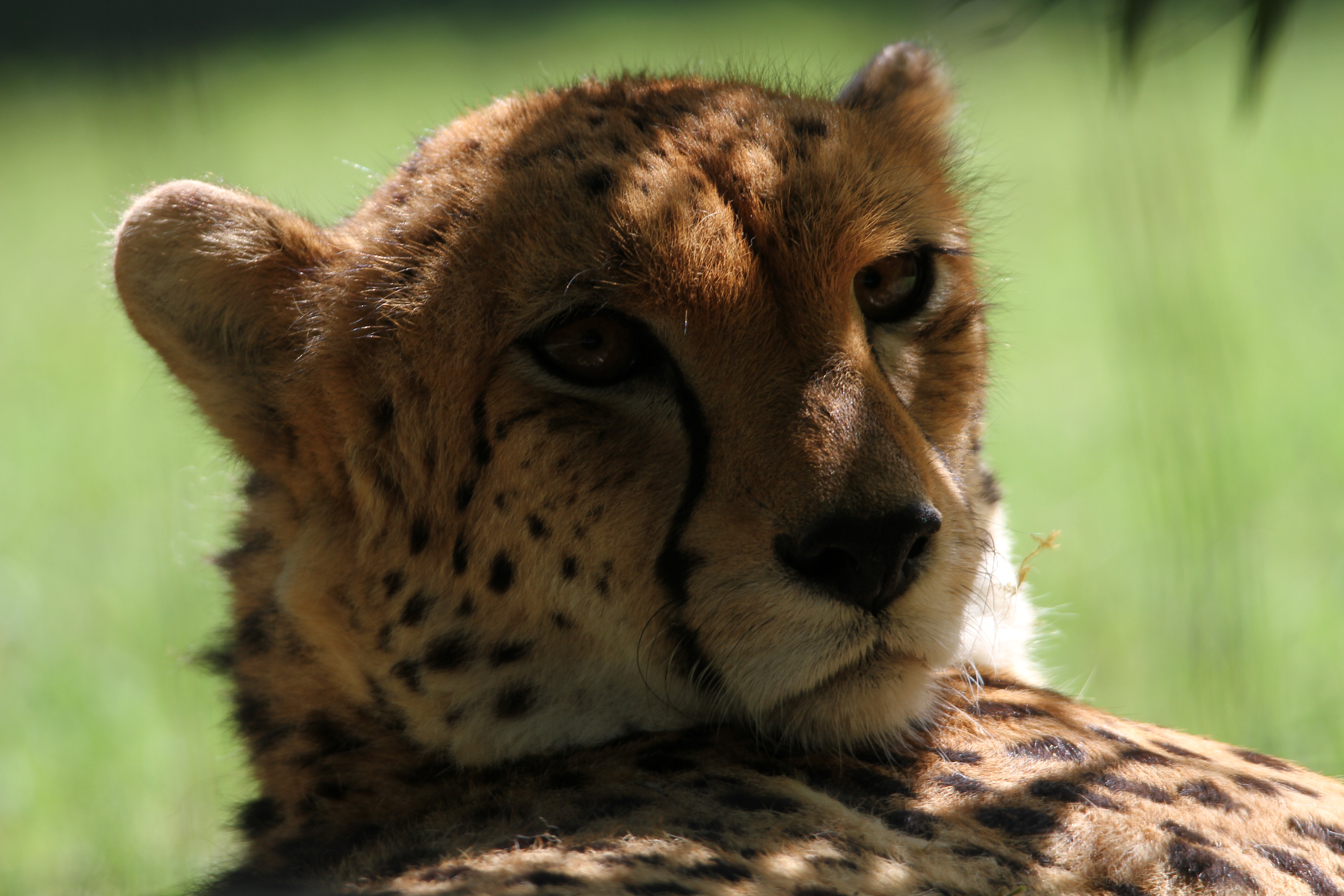 Wallpapers Animals Felines - Cheetahs 