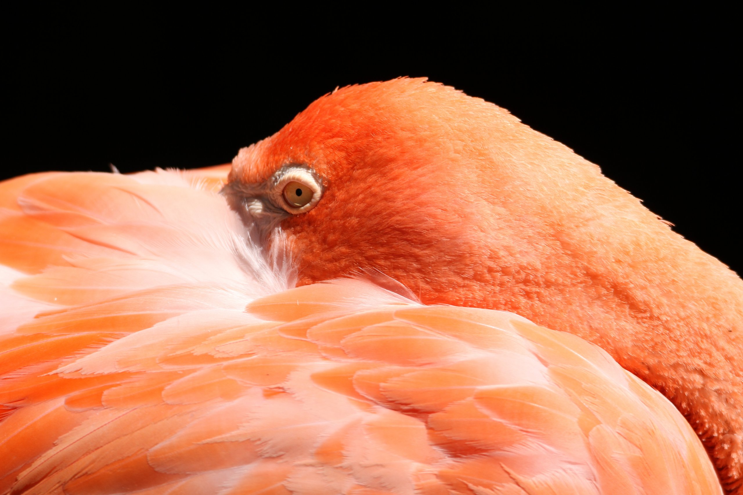 Fonds d'cran Animaux Oiseaux - Flamands roses 