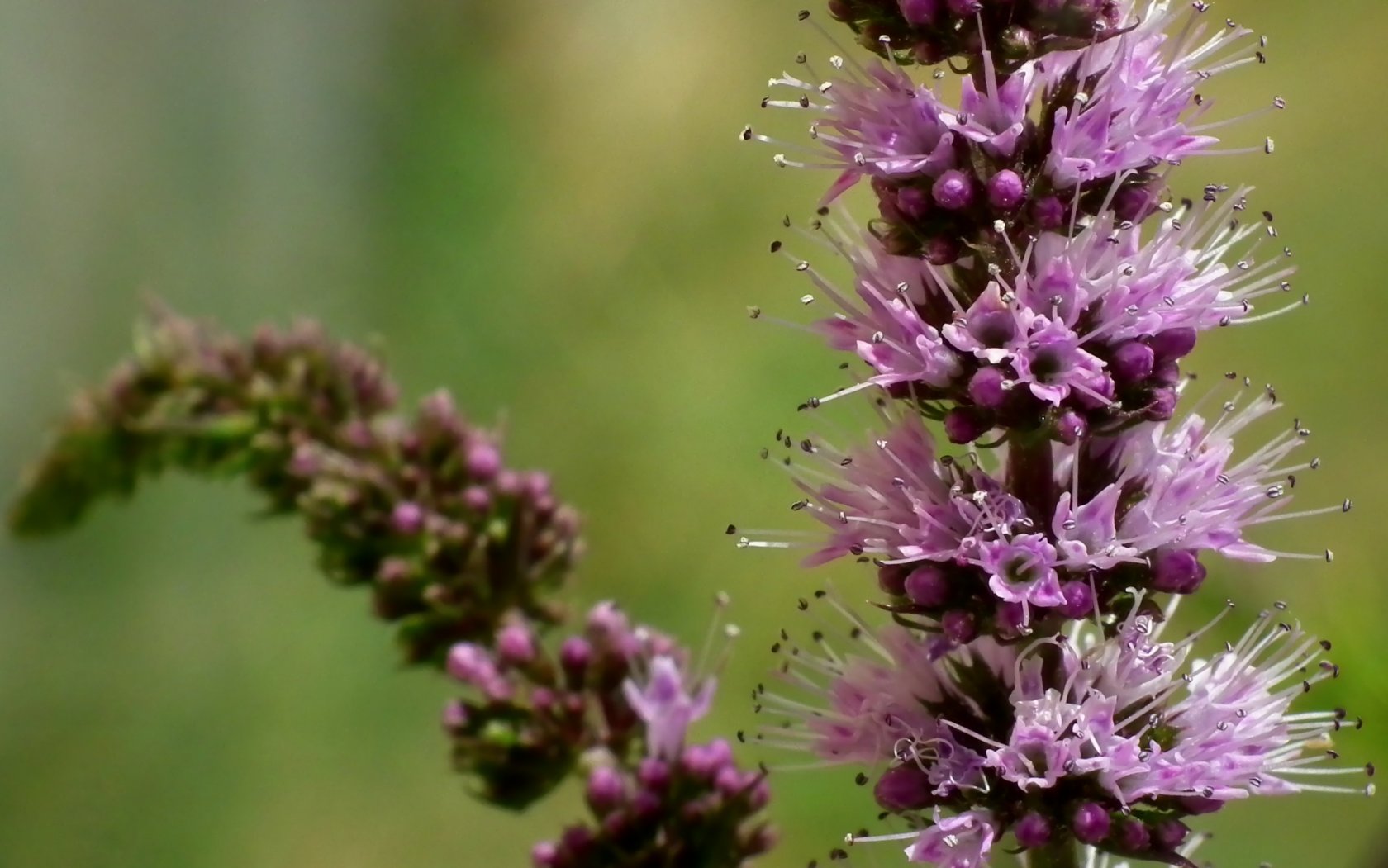 Fonds d'cran Nature Fleurs Menthe en fleur