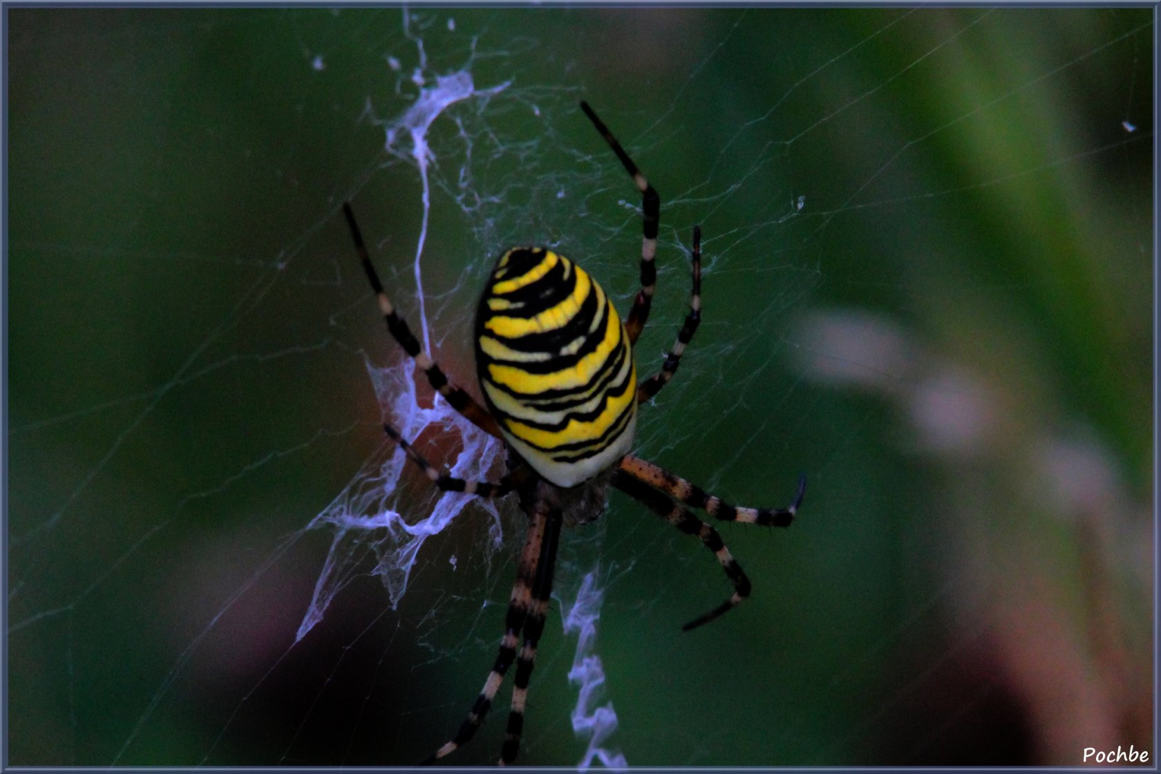 Fonds d'cran Animaux Araignes 