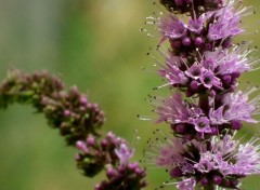  Nature Menthe en fleur