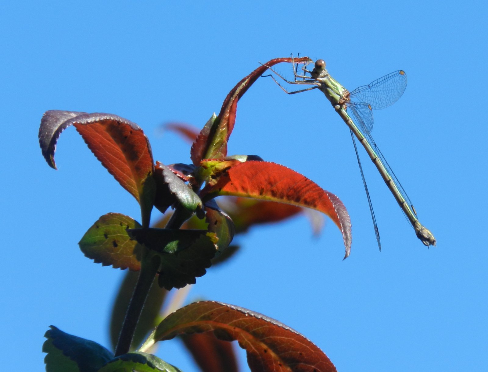 Wallpapers Animals Insects - Dragonflies 