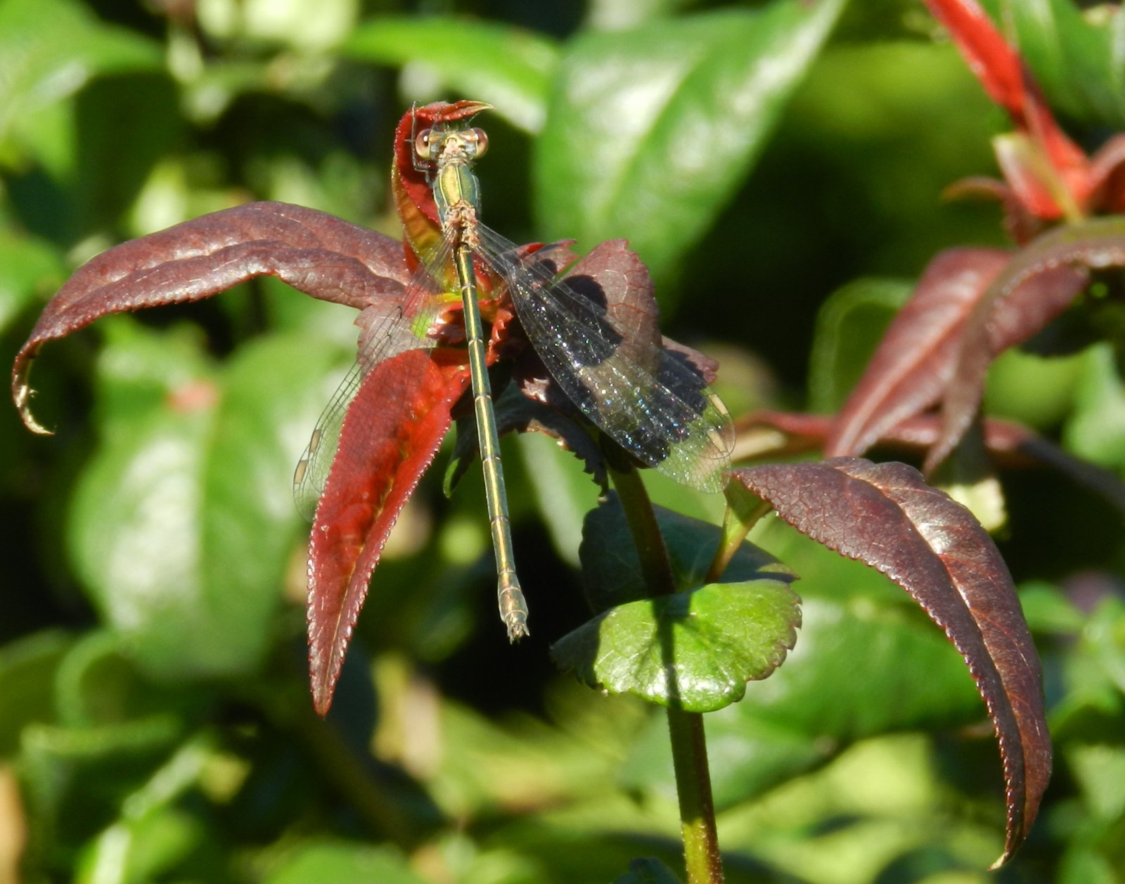 Fonds d'cran Animaux Insectes - Libellules 