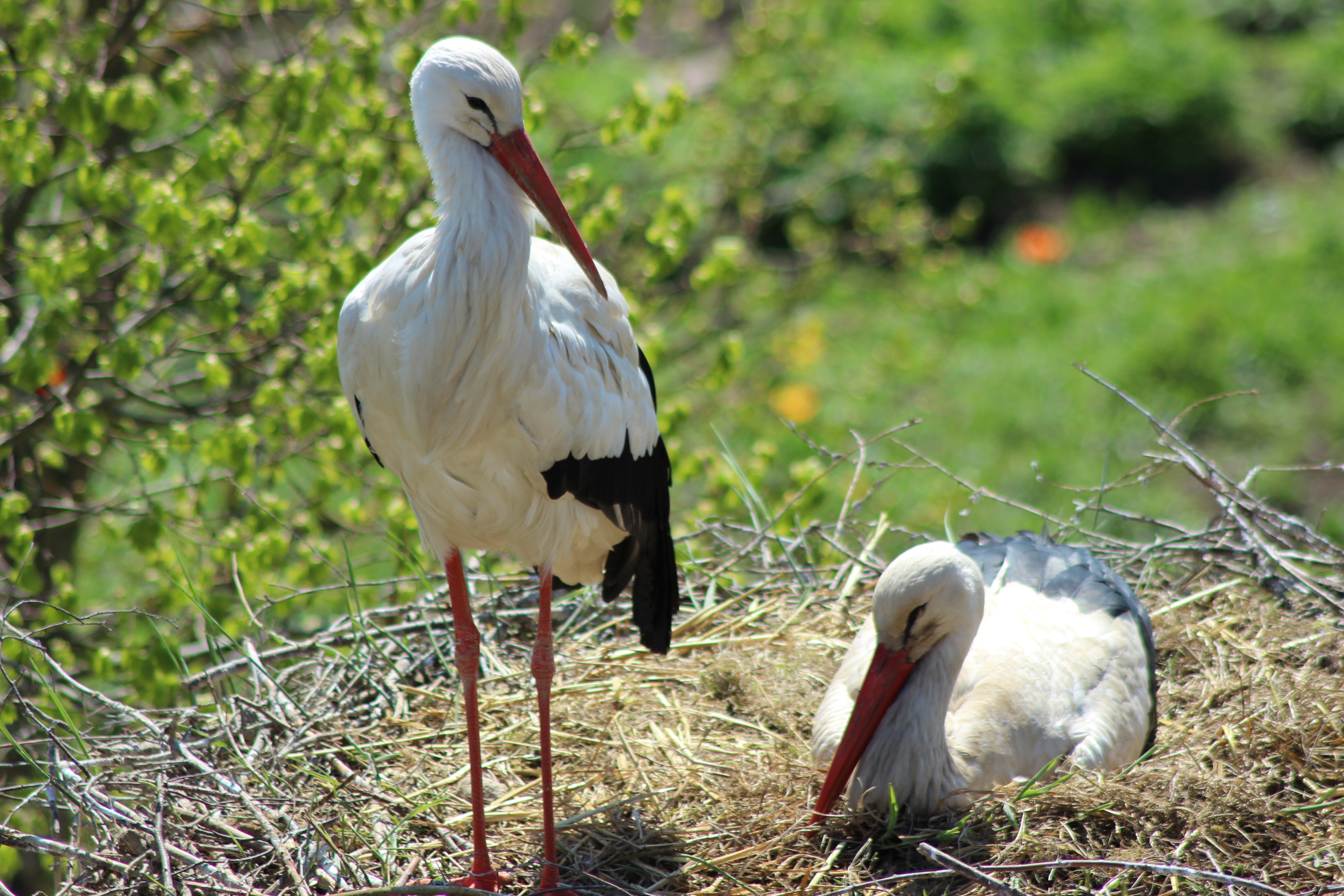 Fonds d'cran Animaux Oiseaux - Cigognes 