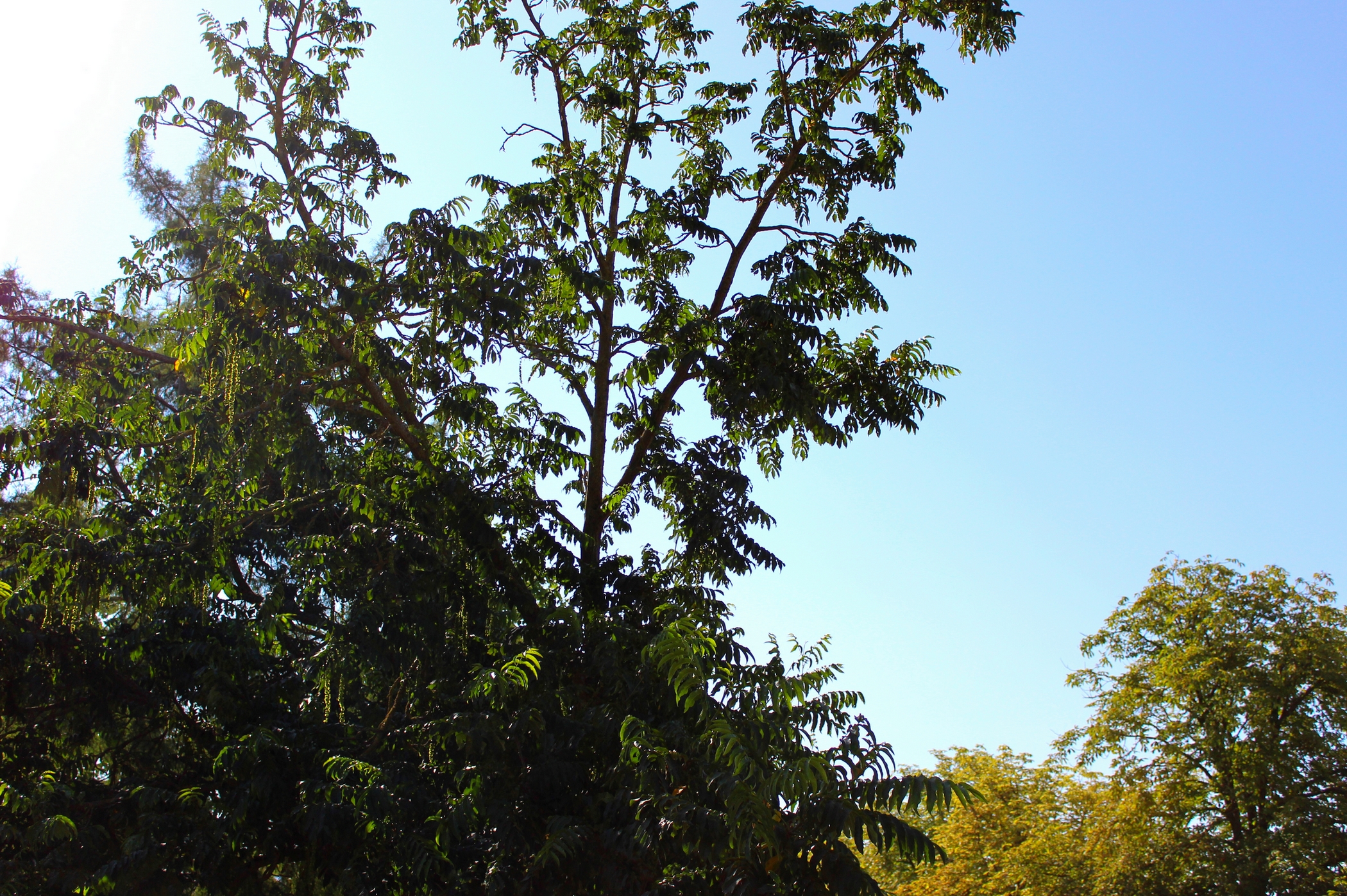 Wallpapers Nature Trees - Forests Parfois, les arbres parlent.