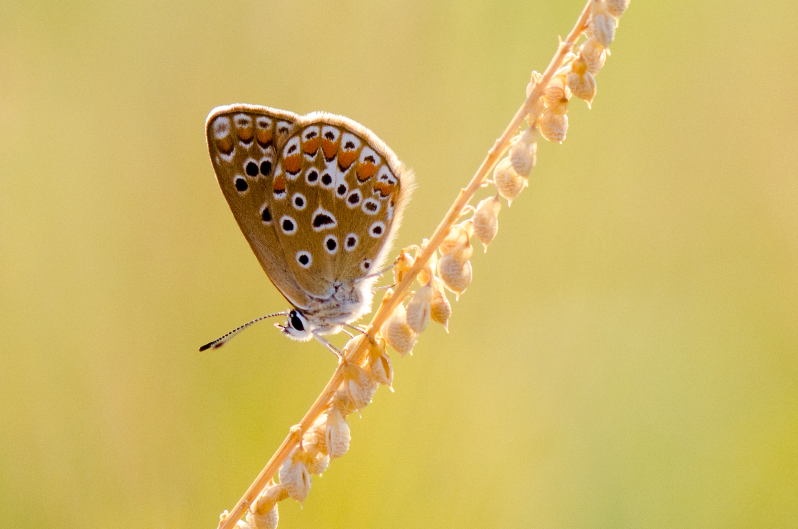 Fonds d'cran Animaux Insectes - Papillons 