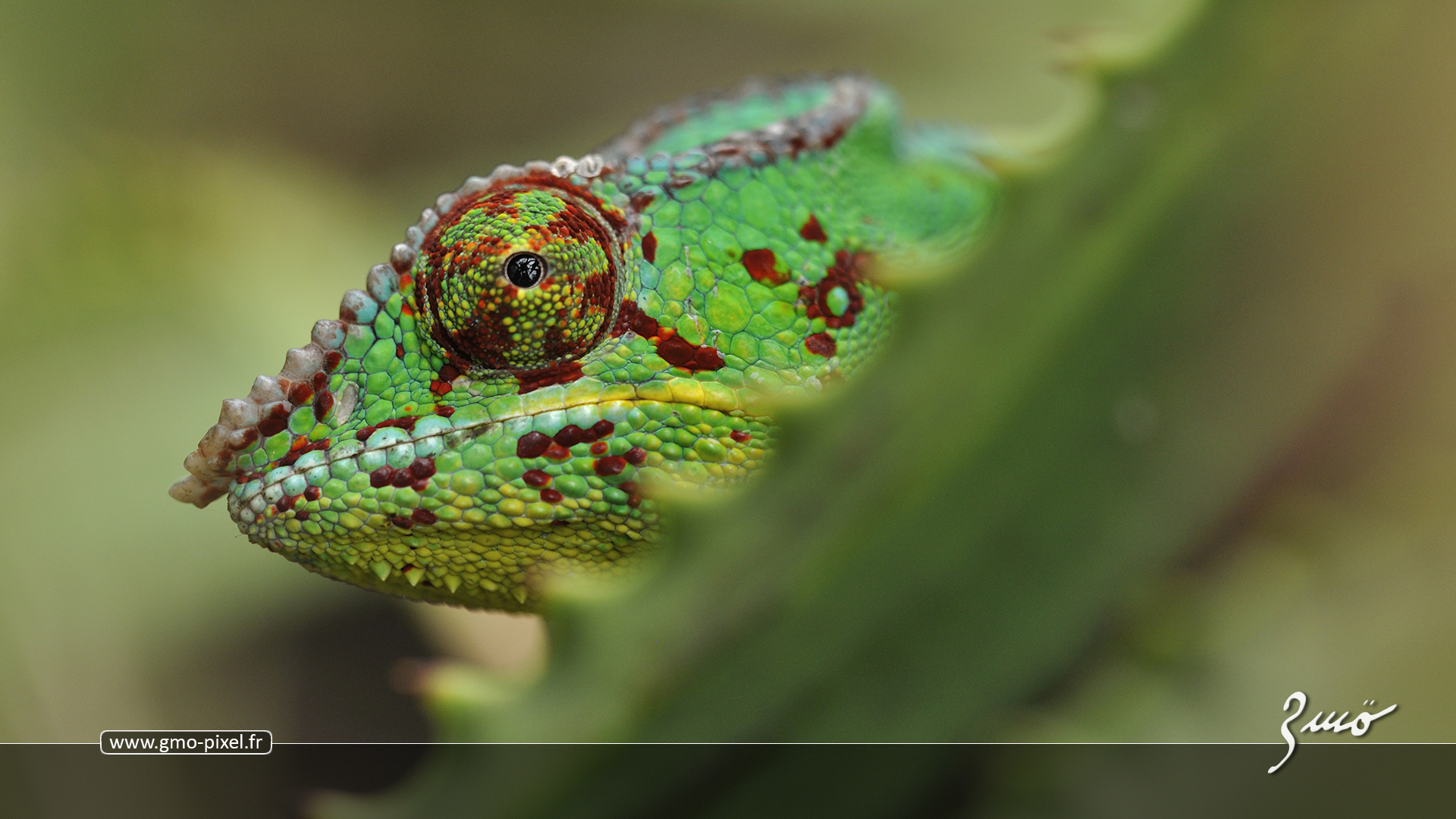 Wallpapers Animals Chameleons Timide  dfaut d'tre discret