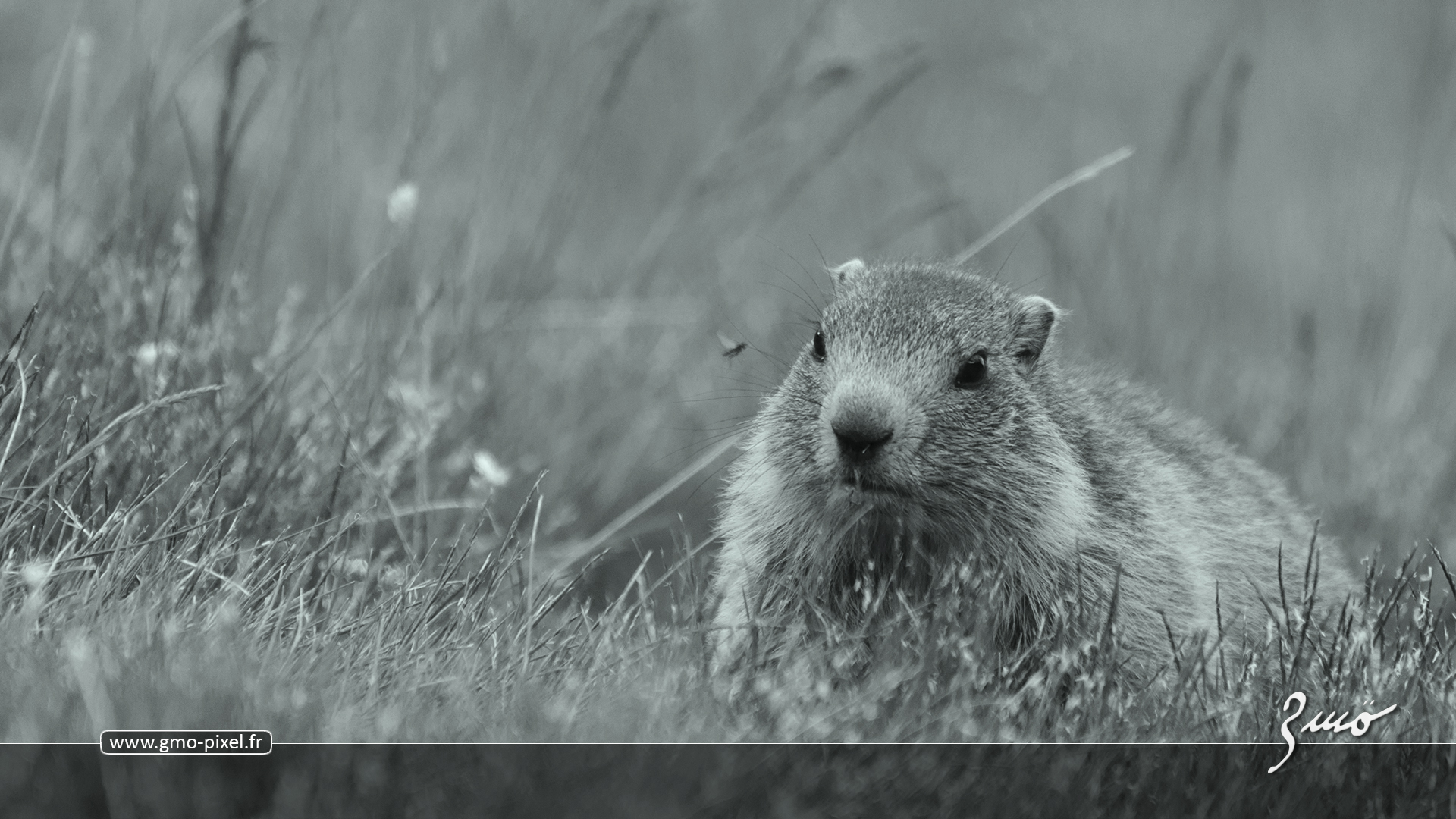 Fonds d'cran Animaux Marmottes Une marmotte louche sur une mouche