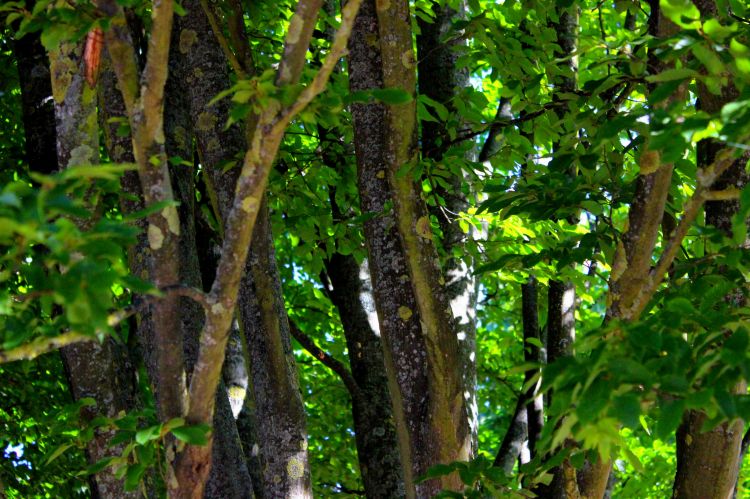 Fonds d'cran Nature Arbres - Forts Parfois, les arbres parlent.