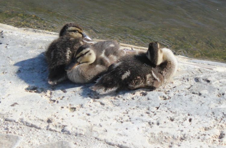 Fonds d'cran Animaux Oiseaux - Canards Wallpaper N353920